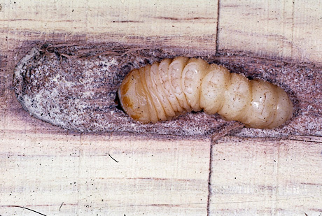 Locust Borer larvae